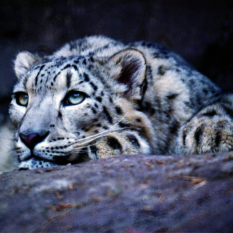 Snow Leopard China